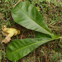 Crescentia cujete L.